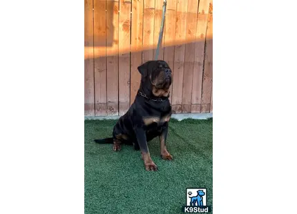 a rottweiler dog sitting on a green lawn